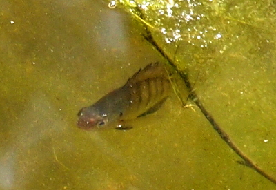 [The white-rimmed black eyes of this fish appear to be looking at the camera. This is a left-side front view of the fish and the dark stripes around its body are visible. The edges of its dorsal fin seems to be a darker color than the rest. The greenish tint to the water gives the fish a shades of green tint, but its snout appears to be a reddish color. The fish's tail seems to be hiding below a thin branch.]
